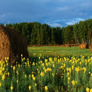Rolled bales of hay in a meadow